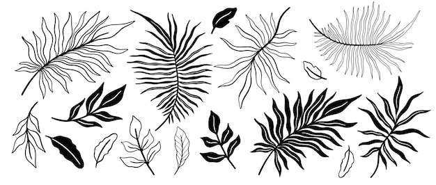 Tropical plant leaf set.Botanical floral element