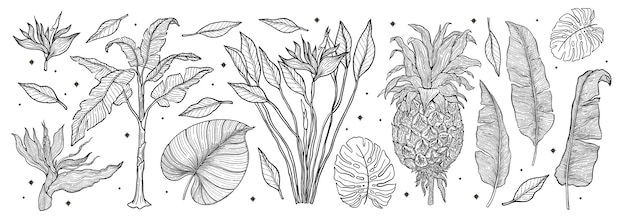 Tropical plant nature set.line art hand drawn set. palm tree jungle floral.  illustration.