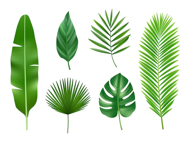 Piante tropicali. raccolta realistica di vettore esotico delle foglie verdi della natura di eco isolata