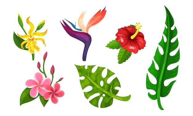 Vector tropical plants vector illustrated set different exotic flora with palm tree and exotic flowers