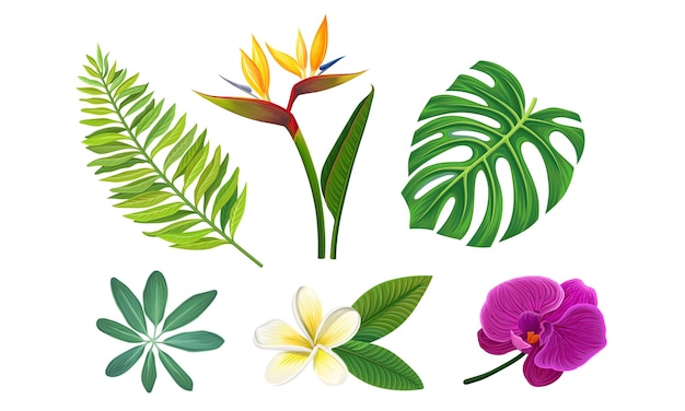 Vettore le piante tropicali vettoriali illustrate insieme a diverse flore esotiche