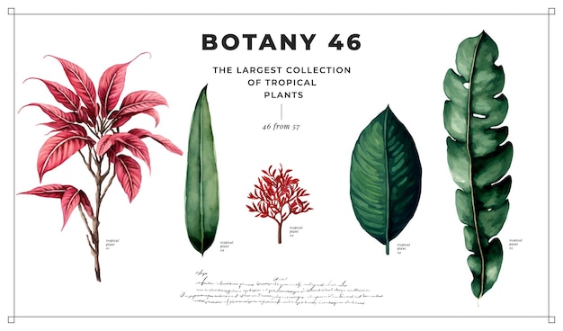 Vector tropical plants