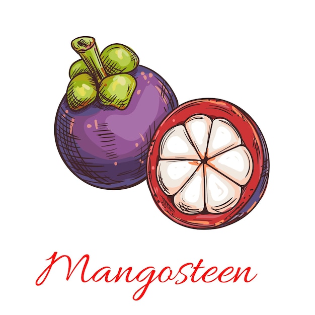 Tropical purple mangosteen fruit sketch