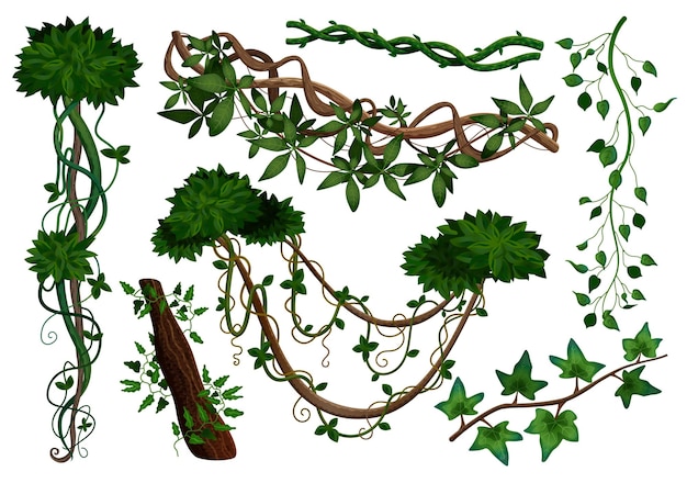 Piante rampicanti della vegetazione della giungla della foresta pluviale tropicale che intrecciano gli elementi realistici delle liane con l'illustrazione di vettore della vite dell'edera di edera