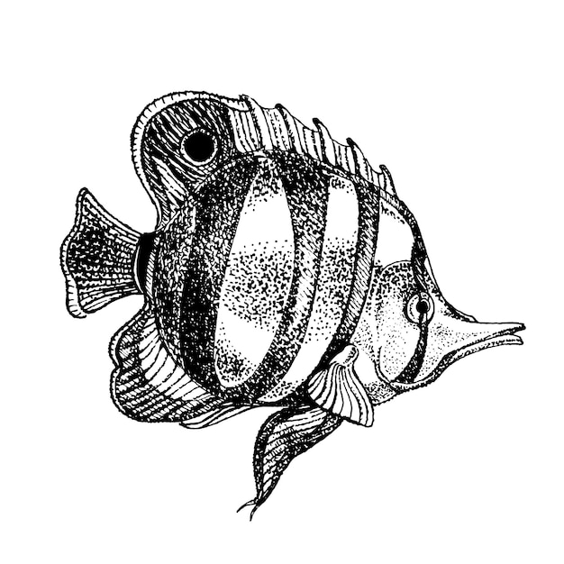 Illustrazione disegnata a mano di schizzo di pesce farfalla di mare tropicale