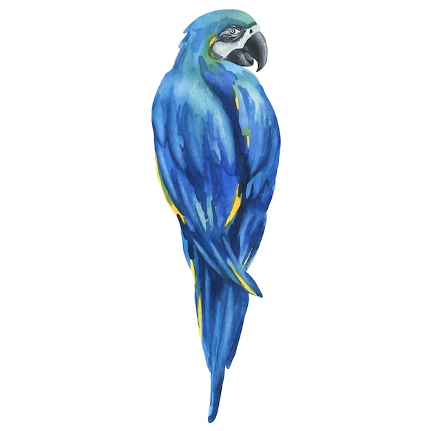 Tropical sitting bright juicy blueyellow macaw parrot hand drawn watercolor botanical illustration