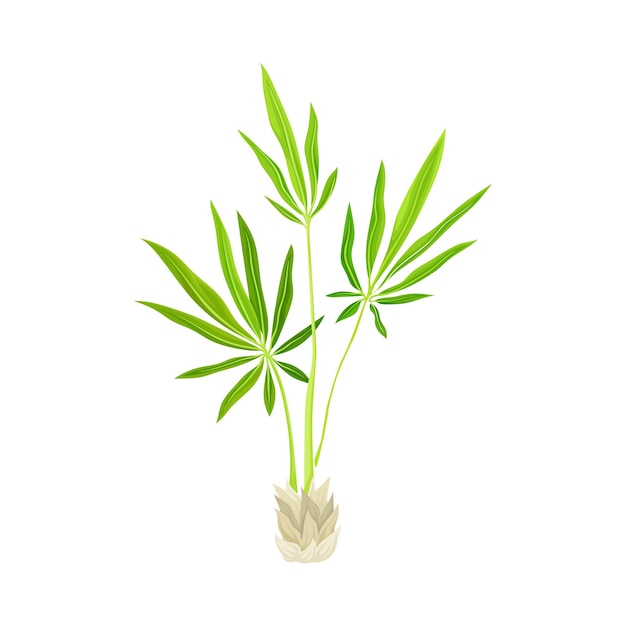 ベクトル tropical tree with green foliage and thin trunk vector illustration