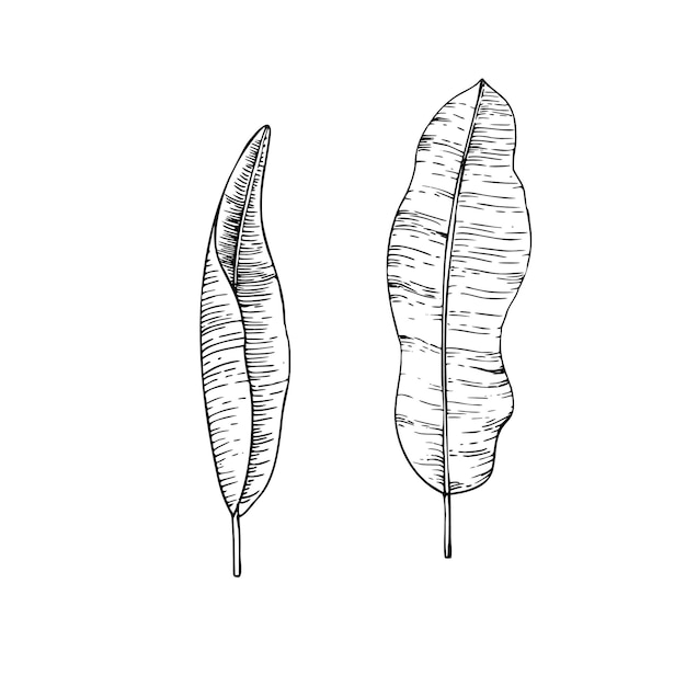 Vettore illustrazione di foglie di banane vettoriali tropicali su uno sfondo isolato