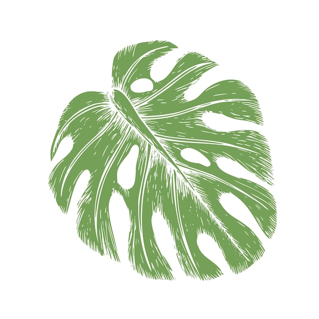 Illustrazione di foglia di monstera vettoriale tropicale su uno sfondo isolato bellissimo dipinto a mano botanico