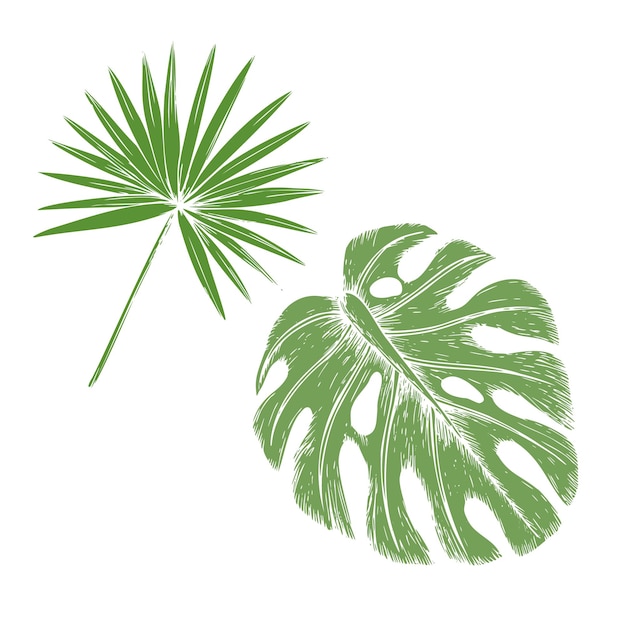 Tropical vector monstera and palm leaves illustrations on isolated background beautiful botanical