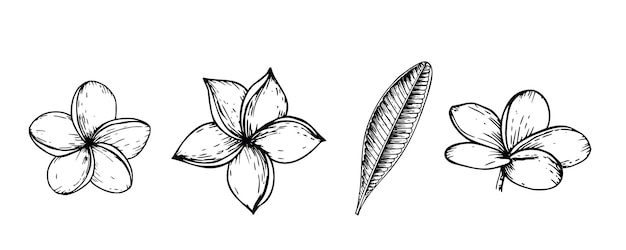 고립된 배경에 있는 열대 터 플루메리아 꽃 일러스트레이션 아름다운 식물학적 손 페인트