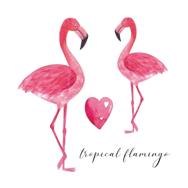 Tropical watercolor flamingo beautiful hand drawn illustrations