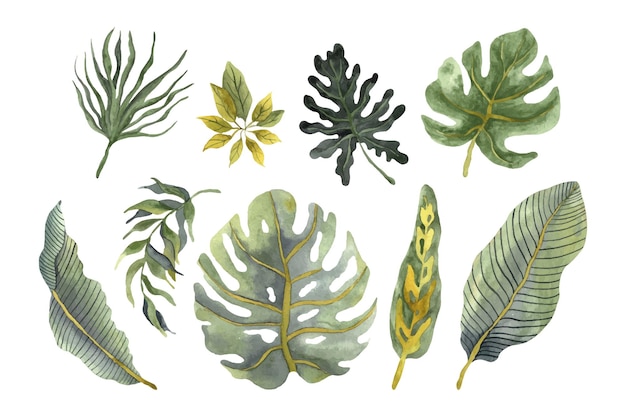 Вектор Коллекция тропических акварельных листьев alocasia monstera и банановые листья