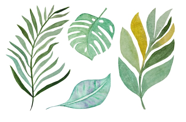 Tropical watercolor leaves