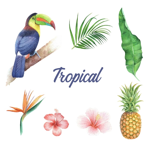 Tropisch ontwerp met gebladerte en vogel, vectorillustratie.