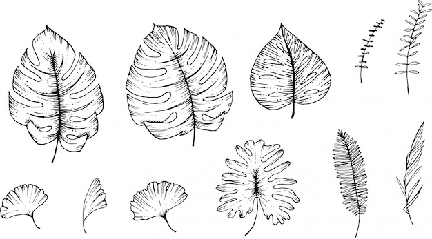 Tropische bladeren en kruiden hand getekend met inkt pen