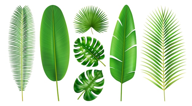 Tropische bladeren in verschillende positie d-stijl