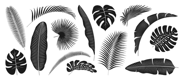 Vector tropische bladeren monstera en palmboom zwart set