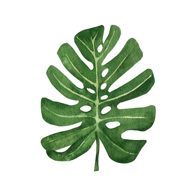 Tropische bladmonstera Jungle botanische aquarel illustratie