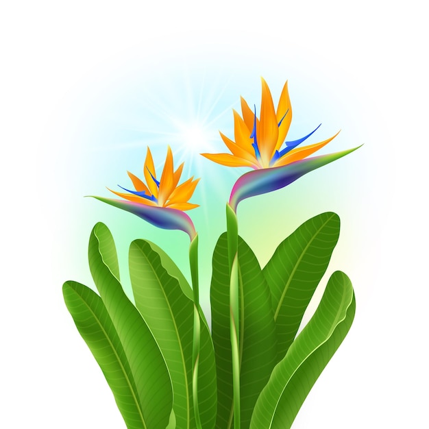 Vector tropische bloemen strelitzia