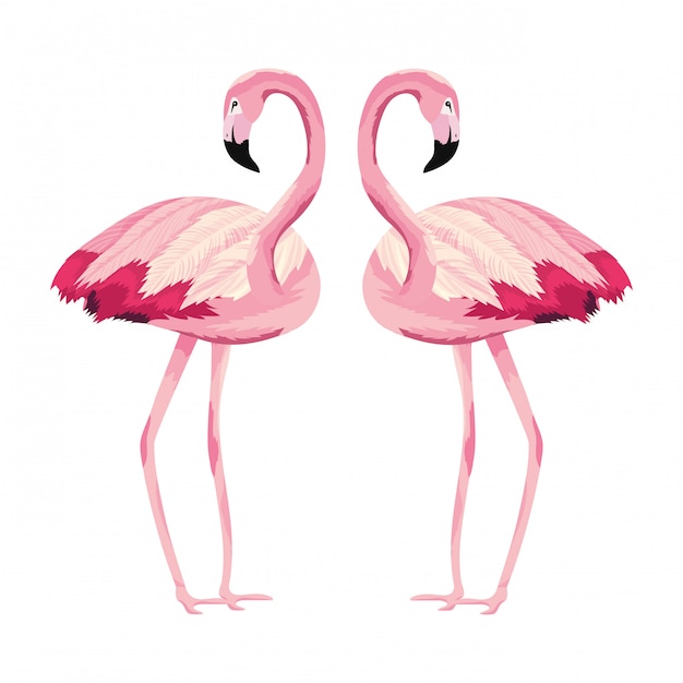 Tropische Flamingo's Cartoon