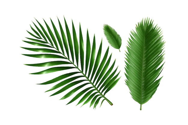 Tropische groene palmbladeren set geïsoleerd op achtergrond Cartoon vector illustratie