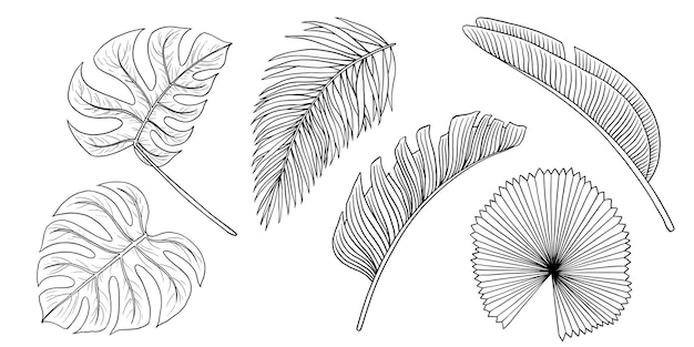 Vector tropische jungle blad vector set monstera bananen palmblaadjes contour handgetekende illustratie geïsoleerd