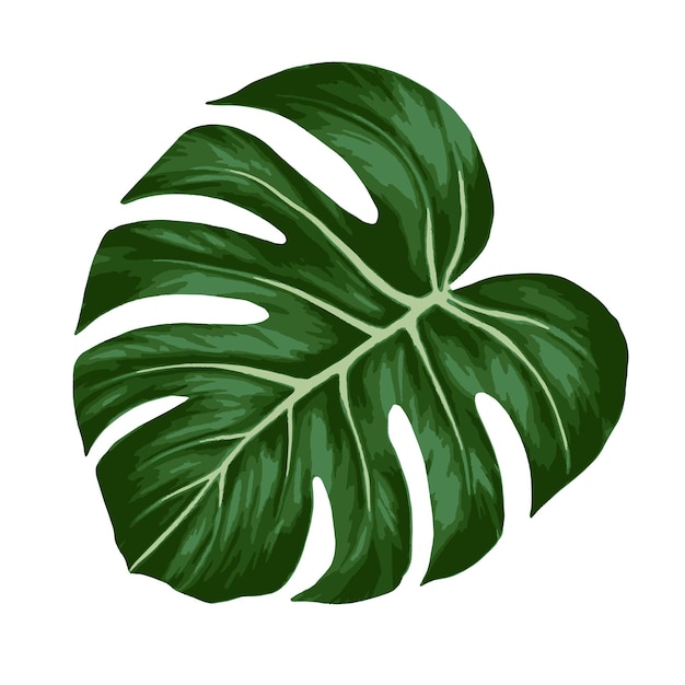 Vector tropische jungle palm monstera blad realistische hand getekende illustratie geïsoleerd op wit