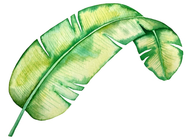 Tropische plant bananenblad aquarel illustratie