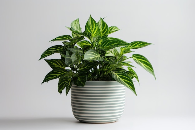 Tropische plant in een pot Dekoratie van het interieur of de buitenkant Vector realistische grafiek