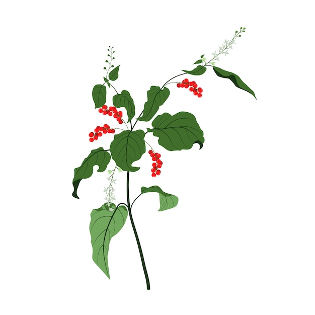 Tropische rivina bloem op witte achtergrond Design element voor huwelijksuitnodigingen kaarten Vintage Floral of Blooming rivinaVector Illustration