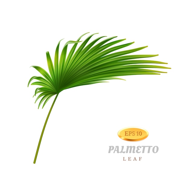 Tropische vegetatie en exotisch gebladerte geïsoleerde bocht of gebogen palmetto-bladflora van warm