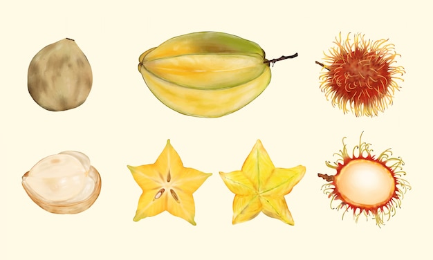 Tropische vruchten. Carambola, ramboetan, langsat