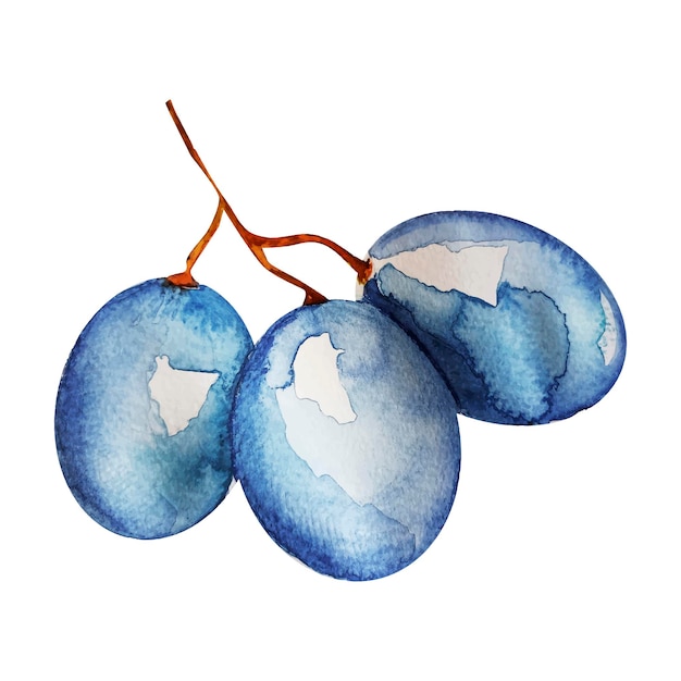 Tros druiven vector met blauwe bessen imitatie aquarel