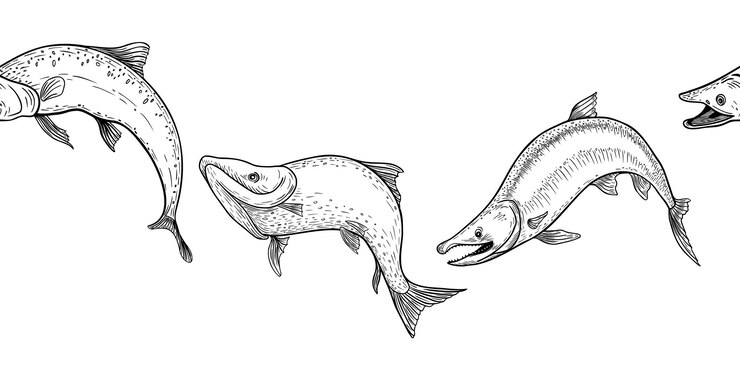 Vector trout black white vector seamless border salmon monochrome sketch hand drawn nerka sea fish painted engraving on repeat background variety sockeye in graphic set for package label sign board