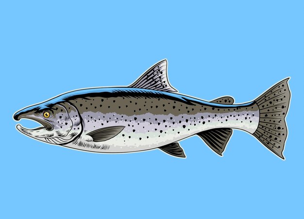 Vector trout fish hand drawn vintage colored illustration