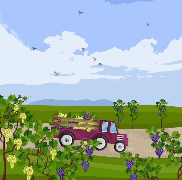 Vector truck with grapes harvest