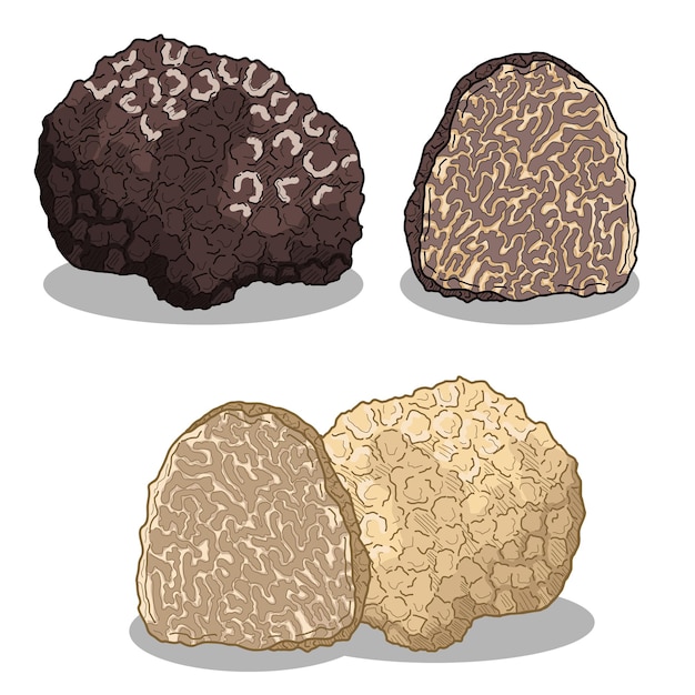 Vettore collezione di funghi al tartufo set di illustrazioni di tartufo bianco e nero