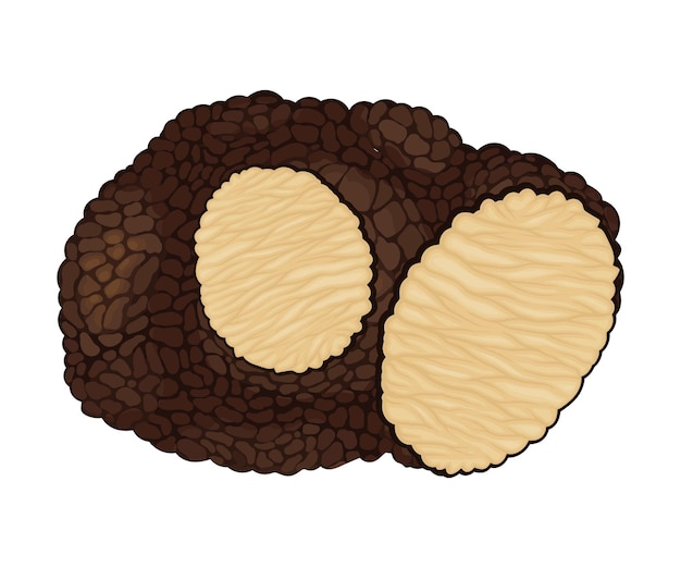 Vector truffle with cut slice showing white flesh vector illustration