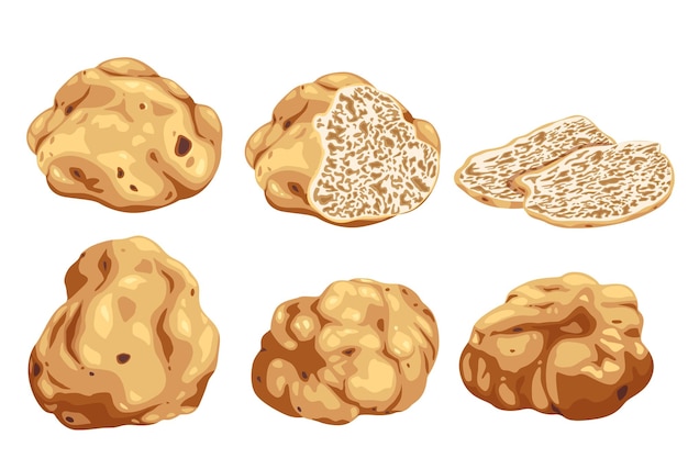 Vector truffles isolated on a white background