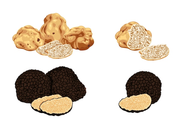 truffles isolated on a white background