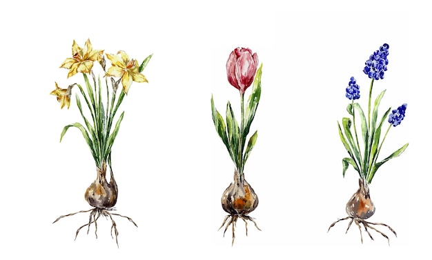 Tuinieren bloemen illustratie bloeiende bolvormige bloemen botanisch