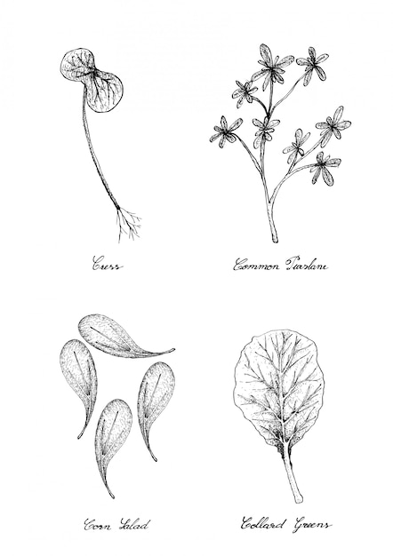 Tuinkers, Postelein, Veldsla en Boerenkool