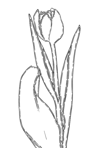 茎と葉の花の落書き線形とチューリップのつぼみ