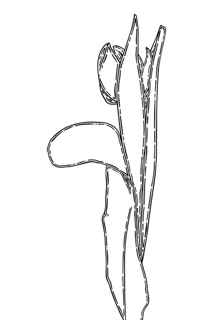 Tulip bud with stem and leaves flower doodle linear