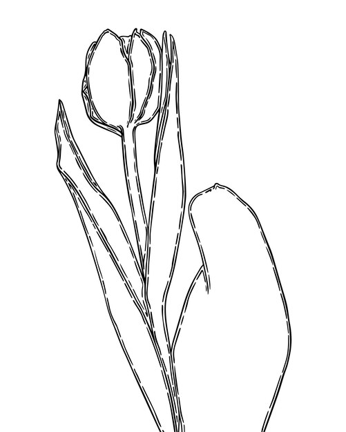 Vector tulip bud with stem and leaves flower doodle linear