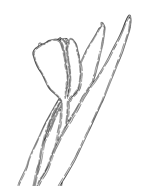 Vector tulip bud with stem and leaves flower doodle linear