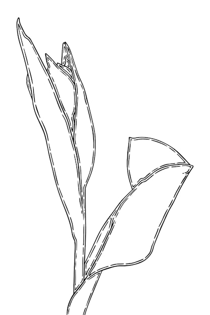 Tulip bud with stem and leaves flower doodle linear