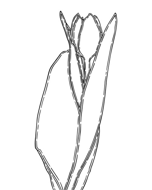 Tulip bud with stem and leaves flower doodle linear