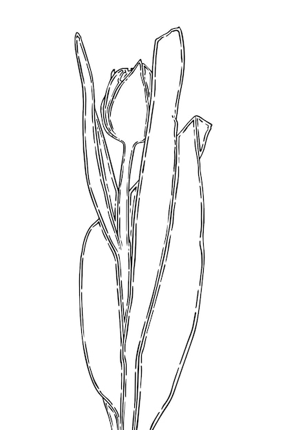 Vector tulip bud with stem and leaves flower doodle linear